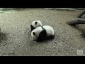 Panda Cubs First Day on Exhibit at Zoo Atlanta