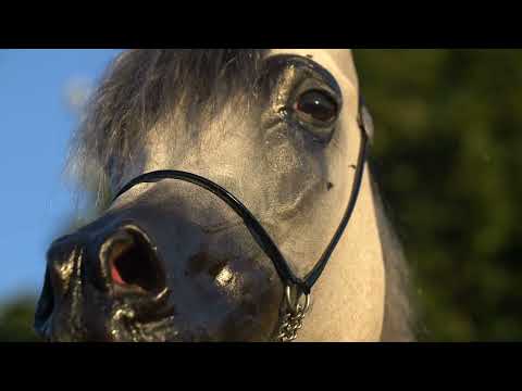 ⭐ SWETE MARC K.A. ⭐ (QR Marc x L Serenella) - STC AUCTION 2022