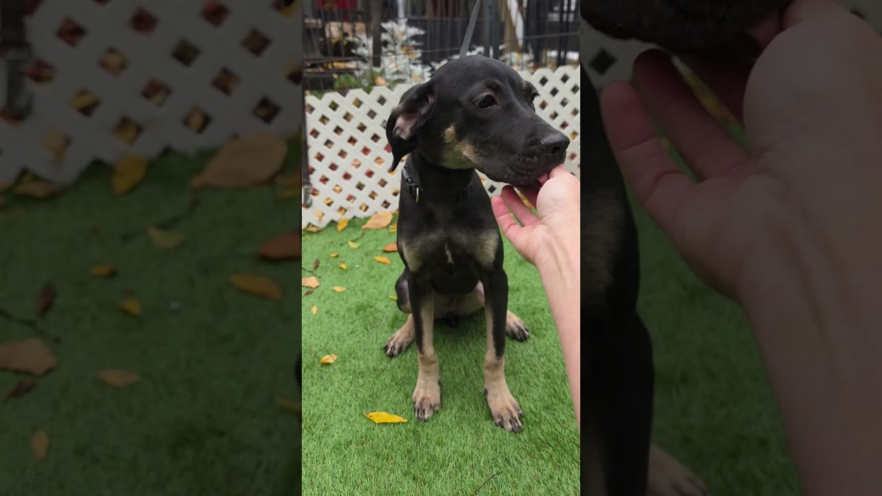 Enlarge Camilla, a Adoptable mixed breed in Blairstown, NJ video 1/5