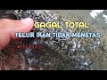 Suhu Ideal Penetasan Telur Ikan Hias