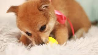 柴犬の動画01