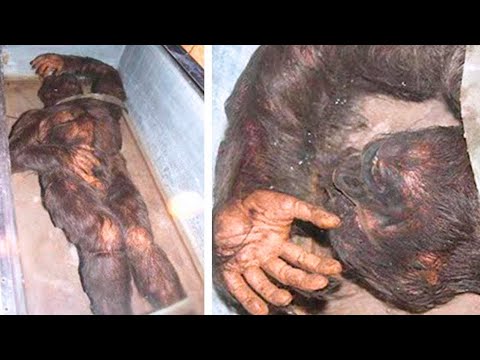 センセーショナルな発見:南極大陸はかつて熱帯雨林に似ていたと研究者が語る