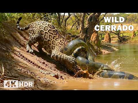 Wild Cerrado