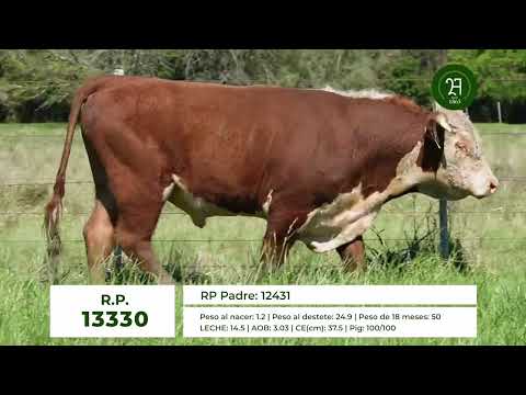 RP 13330 TORO HEREFORD