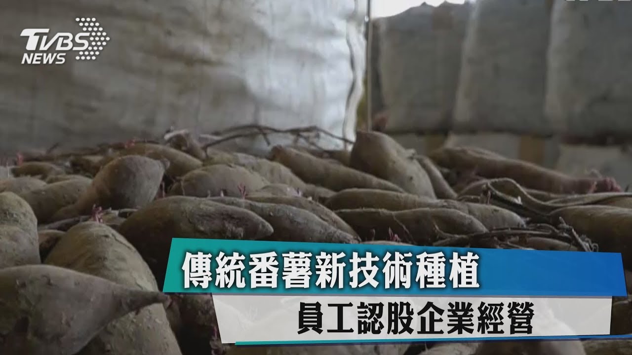 傳統番薯新技術種植　員工認股企業經營