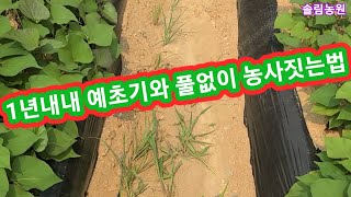 1년내내 예초기와 풀없이 농사짓는 방법