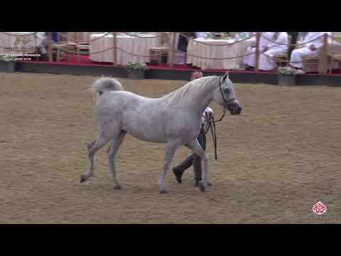 N 189 HILAL AL WAAB   10th Qatar International Arabian Peninsula Horse Show 2020   4 6 Years Old