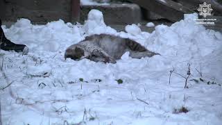 Во Львове патрульная реанимировала кошку, пострадавшую при пожаре (видео)