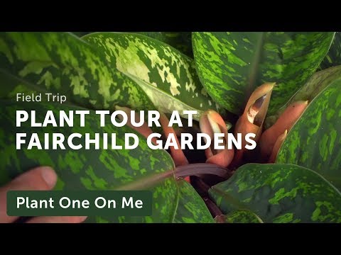 Meditative Botanical Tour at Fairchild Tropical...