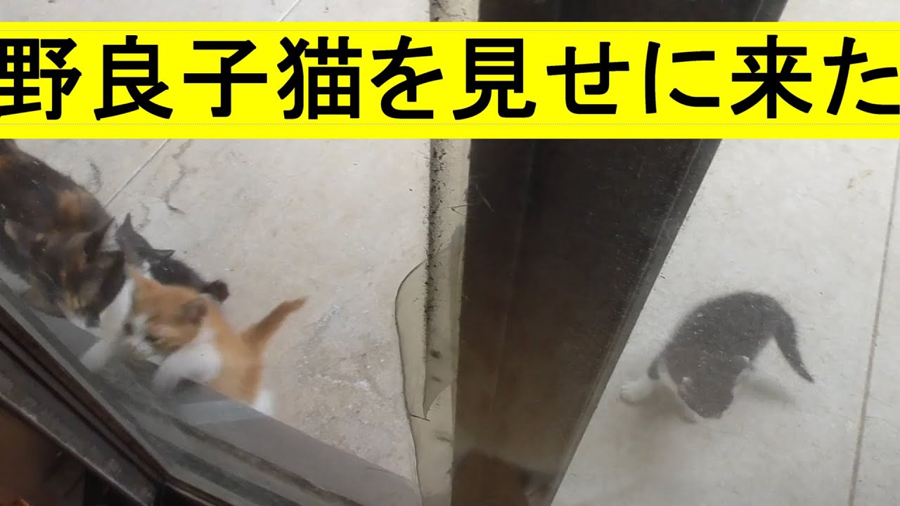 野良猫が子猫を産んで見せに来る、とてもかわええなぁ…触りたいけど触ったら人の匂いが移って育てなくなるらしい
