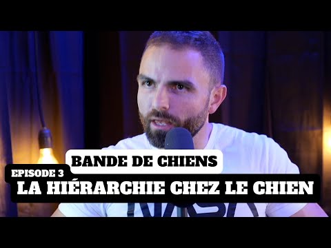 L'avis d'Esprit Dog sur la hiérarchie chez le chien - Ep3