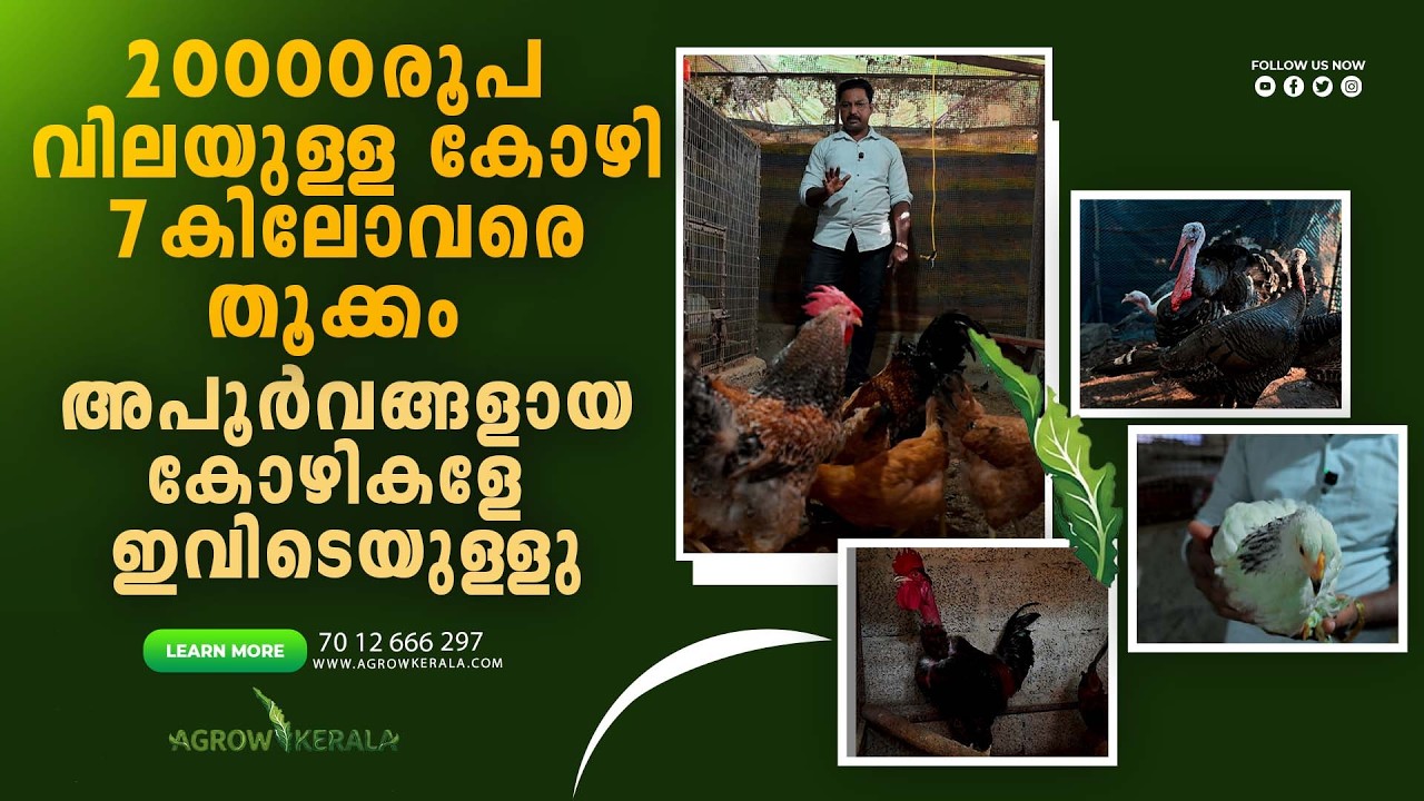 A chicken worth Rs. 20,000 weighs up to 7 kg.