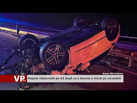 Maşină răsturnată pe A3 după ce o bovină a intrat pe carosabil