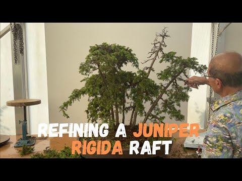 Refining Juniper Rigida Raft