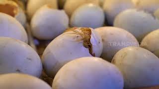 Download lagu Mampir Ke Peternakan Bebek Bareng Unyil | SI UNYIL (05/05/21) mp3