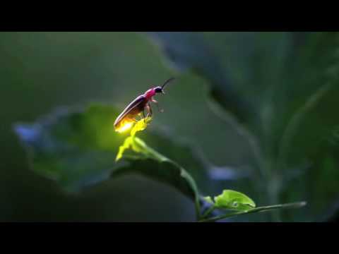 04  Fireflies