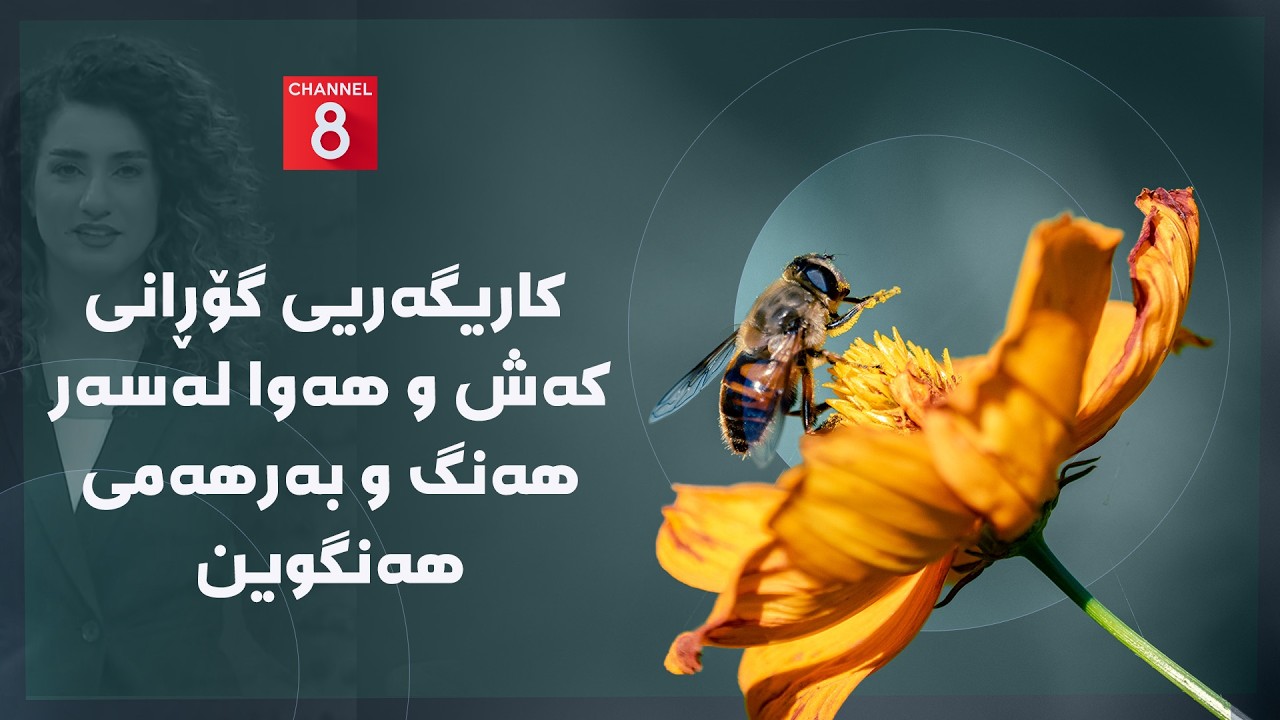 ڤیدیۆ | دەنگی زەوی - کاریگەریی گۆڕانی کەش و هەوا لەسەر هەنگ و بەرهەمی هەنگوین