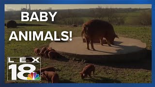 NEW BABY ANIMALS at Shaker Village in Kentucky