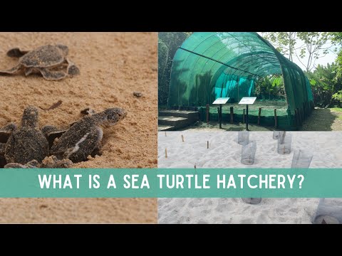 What is a SEA TURTLE HATCHERY? // Poachers & Other Threats