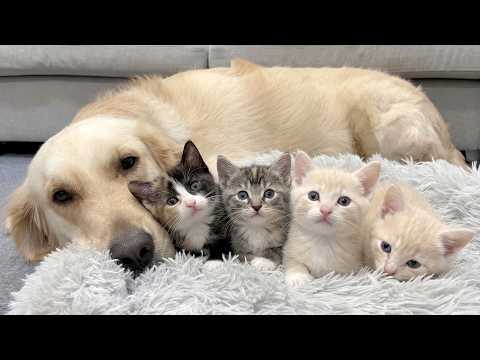 YouTube 썸네일