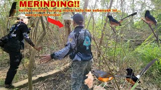 Download lagu SHIVERS!! Seeing this many wild Magpie Robins and immediately finding a nest on site mp3