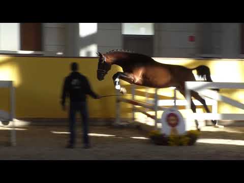 Stakkato Gold - C-Indoctro *2015