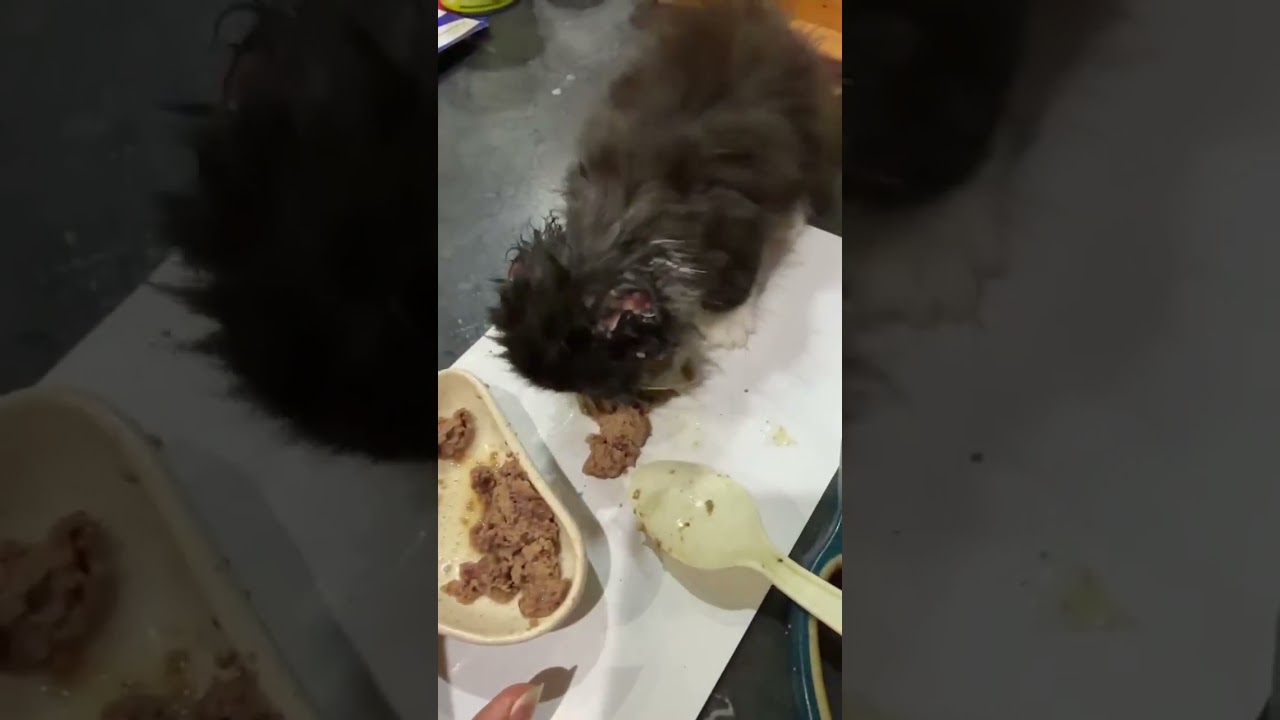 Erma video