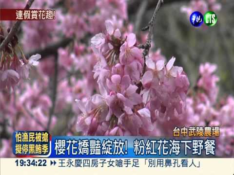 288連假賞櫻 武陵每天限6千人