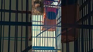 Download lagu #SHORT I CARA TERNAK PRENJAK LUMUT 100% SUKSES #prenjaklumut #prenjak #berandayoutube mp3