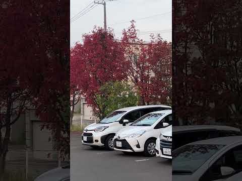 What Sapporo looks like during autumn October 26, 2023 ￼