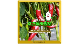 [ 주간농사정보 ] 8월 둘째주