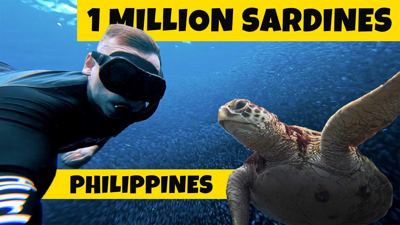 Your ultimate guide to Sardine run in Moalboal in a pocket friendly manner!