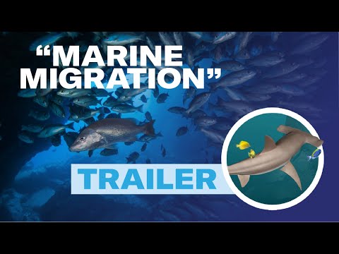 Trailer - Marine Migration