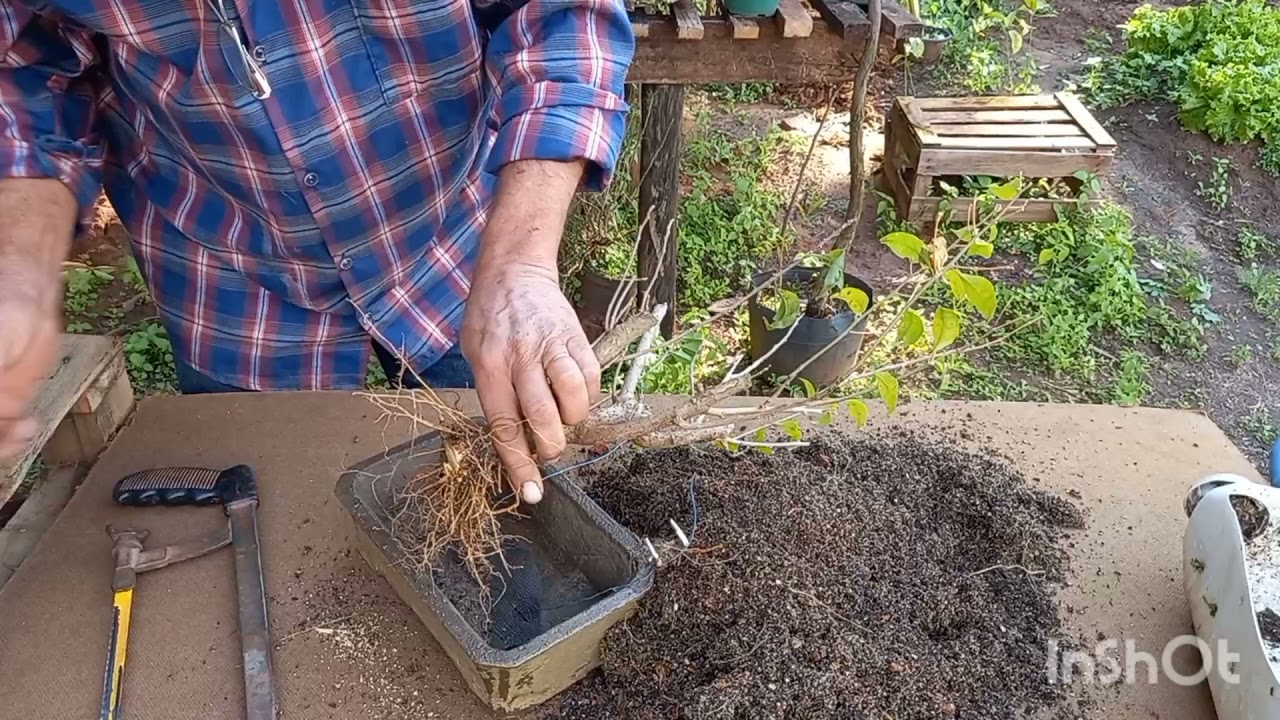 Como fazer um BONSAI de BOUGAINVILLEA primavera rapido