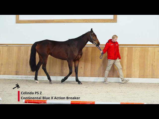 Celinda PS Z