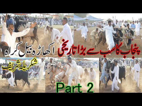 Bail Akhara khra In Shakrila Sharif 28/03/2022 Part 2 | Danda Da Shoke | Akash Tv