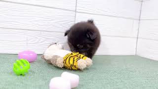 ハーフ犬の動画01