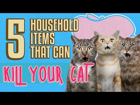 5 Household Items That Can Kill Your Cat 🐈 | Dangerous Household Items For Cats | #shorts