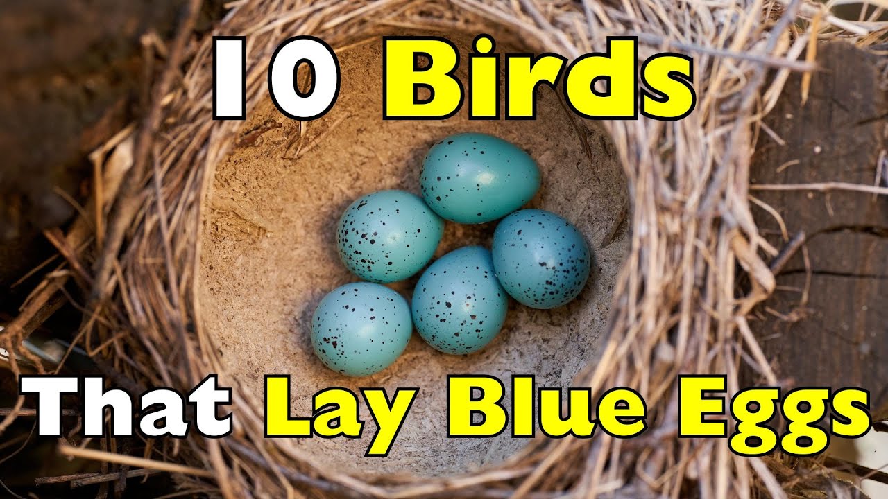 Why Are Some Bird Eggs BLUE? These 10 Birds Explain It [ID1019]