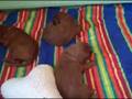 Dorigan Irish Setter Puppies 3 Weeks Old Oct 16 2008