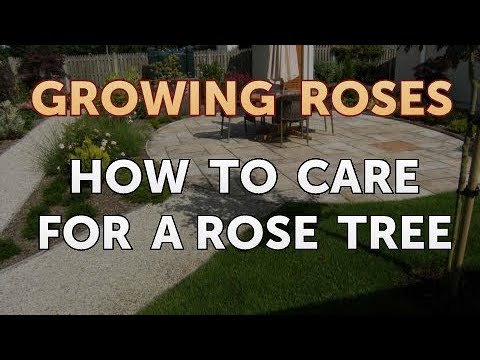 How to Take Care of a Mini Rose Plant