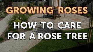 How to Care for a Rose Tree