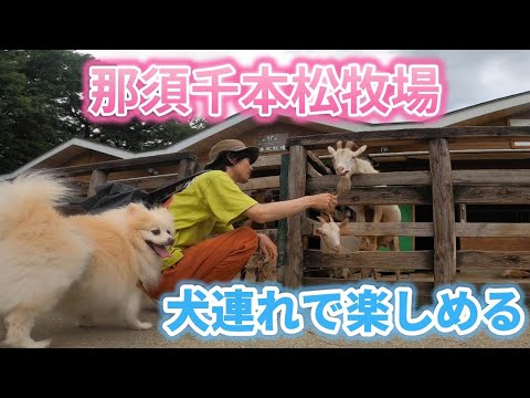 【犬連れ観光】ドッグフレンドリーな那須千本松牧場