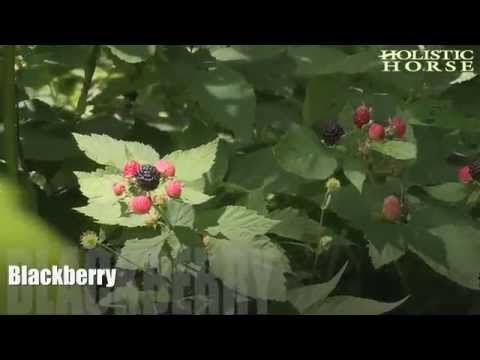 YouTube video about: Can horses have blackberries?