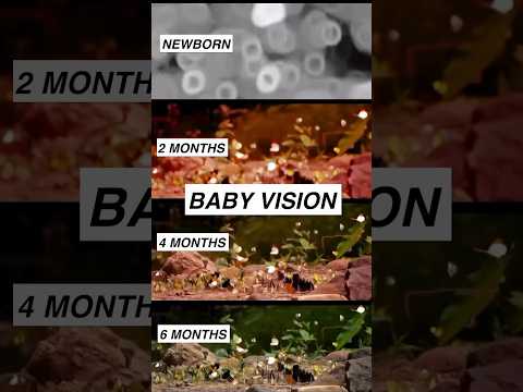 Baby vision from birth to 6 months #parenting #newborn #baby #neuroscience