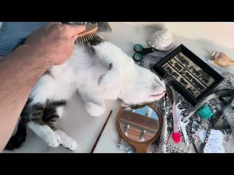 Knut the Cat Loves Brushing