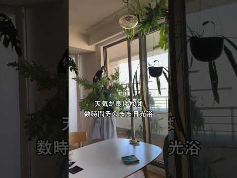 園芸 水を節約するために植物で覆われた密集した庭園