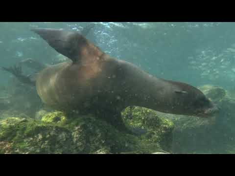 Galapagos San Cristobal Sea Lions