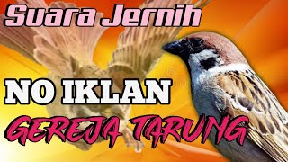 Download lagu MASTERAN GEREJA TARUNG (TEMBAKAN RAPAT) SUARA JERNIH mp3 Download lagu MASTERAN GEREJA TARUNG (TEMBAKAN RAPAT) SUARA JERNIH mp3