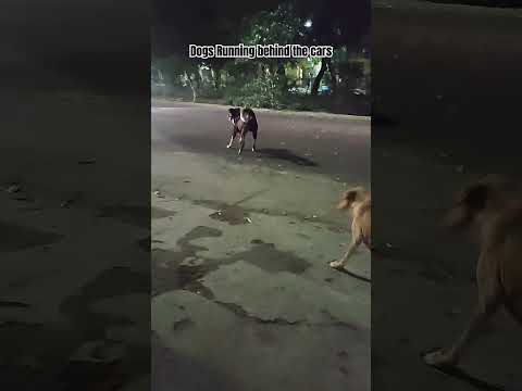 Dogs running behind the car | funny indian street dogs | aggressive dogs #streetdogsofindia